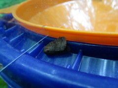 Pseudorthodes vecors