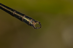 Archiargiolestes pusillus