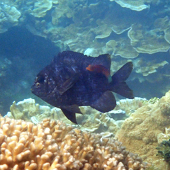 Pseudocheilinus hexataenia