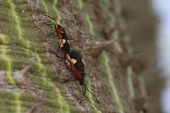 Dysdercus albofasciatus