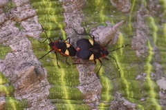 Dysdercus albofasciatus