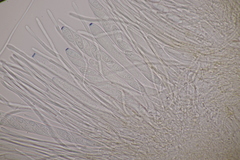 Lachnellula occidentalis