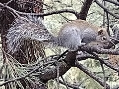 Sciurus arizonensis