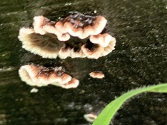 Peniophora albobadia