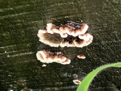 Peniophora albobadia