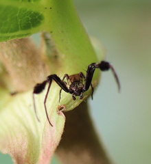 Stephanopis barbipes