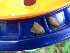 Pseudorthodes vecors