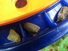 Pseudorthodes vecors