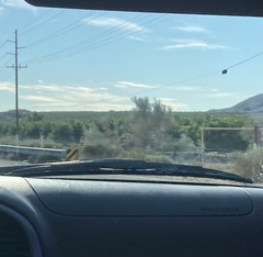 Psorothamnus spinosus