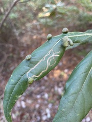 Phyllocnistis hyperpersea