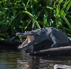 Crocodylus acutus