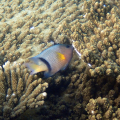 Plectroglyphidodon dickii