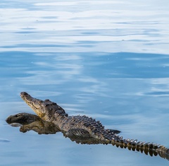 Crocodylus acutus