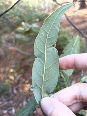 Phyllocnistis hyperpersea