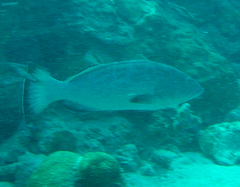 Mycteroperca bonaci