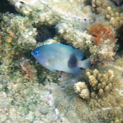 Plectroglyphidodon johnstonianus