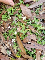 Houstonia procumbens