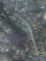 Corythoichthys haematopterus