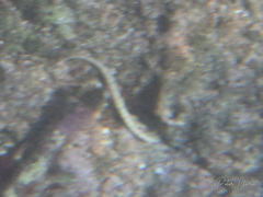 Corythoichthys haematopterus