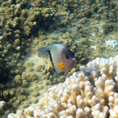 Plectroglyphidodon dickii