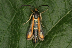 Chamaesphecia zimmermannii