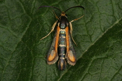 Chamaesphecia zimmermannii