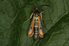 Chamaesphecia zimmermannii