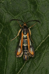 Chamaesphecia zimmermannii