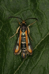 Chamaesphecia zimmermannii