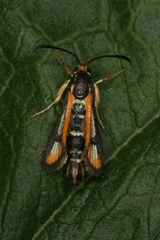 Chamaesphecia zimmermannii