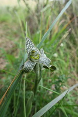 Chloraea magellanica