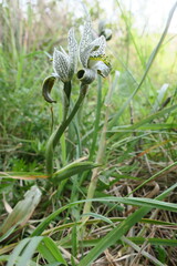 Chloraea magellanica
