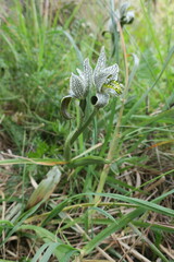 Chloraea magellanica