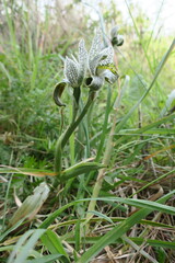 Chloraea magellanica