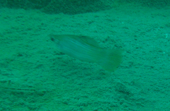 Poecilia mexicana