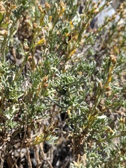 Artemisia rothrockii