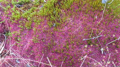 Sphagnum magellanicum