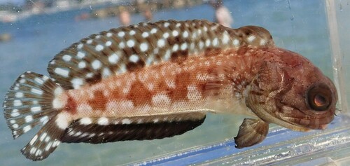 Spotfin jawfish (Opistognathus robinsi) — Opistognathidae