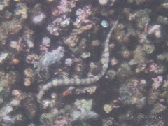 Corythoichthys haematopterus