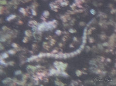 Corythoichthys haematopterus