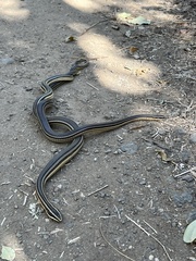 Conophis lineatus