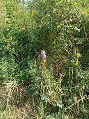 Campanula bononiensis