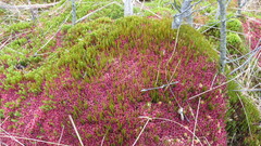 Sphagnum magellanicum