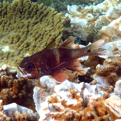 Ostorhinchus norfolcensis