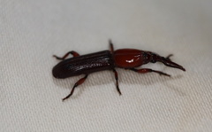 Euschizus internatus