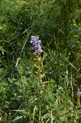 Campanula bononiensis