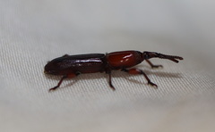 Euschizus internatus