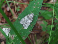 Acronicta