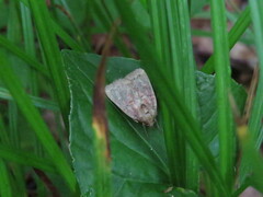 Pseudorthodes vecors