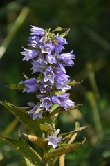 Campanula bononiensis